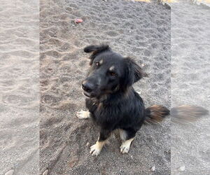 Australian Shepherd-German Shepherd Dog Mix Dogs for adoption in Webster, WI, USA