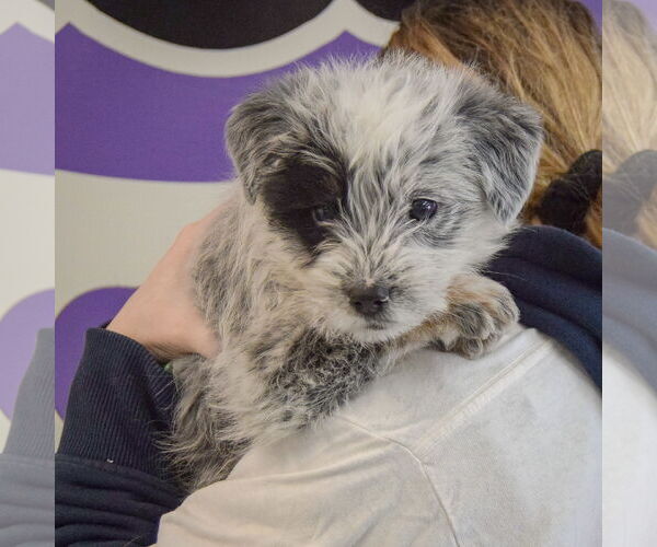 Medium Photo #4 Mutt Puppy For Sale in Huntley, IL, USA