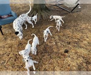 Dalmatian Puppy for sale in HURST, TX, USA