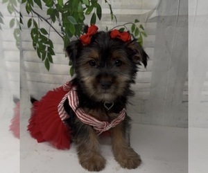 Shorkie Tzu Puppy for sale in SELLERSBURG, IN, USA