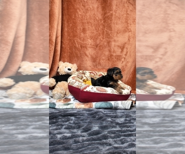 Medium Photo #2 Yorkipoo Puppy For Sale in FENTON, MI, USA