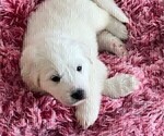 Small Photo #9 Great Pyrenees Puppy For Sale in MOUNT AIRY, NC, USA