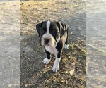 Small Photo #12 Boxer Puppy For Sale in JACKSON, TN, USA