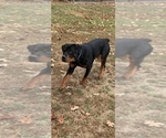 King Rottweiler - Male Rottweiler Puppy for Sale - Photo #6