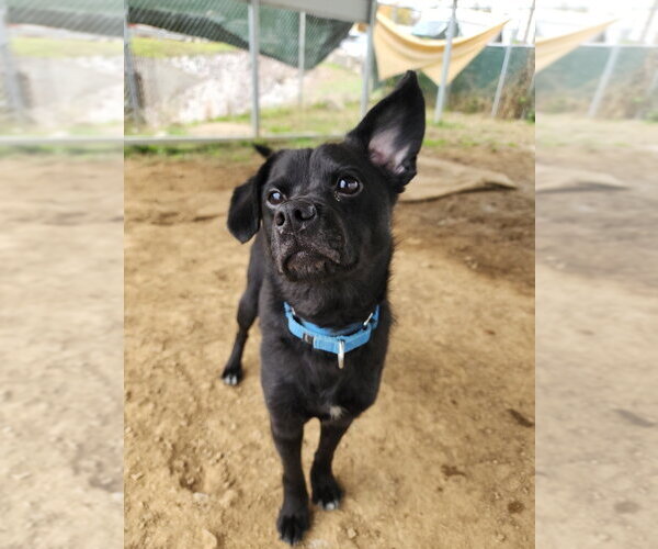 Medium Photo #1 Mutt Puppy For Sale in Evansville, IN, USA
