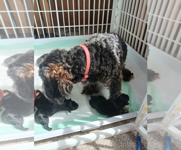 Medium Photo #1 Poochis Puppy For Sale in ALBRIGHT, WV, USA
