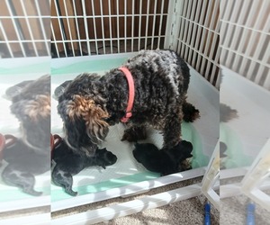 Mother of the Poochis puppies born on 04/10/2026