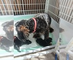 Small Photo #1 Poochis Puppy For Sale in ALBRIGHT, WV, USA
