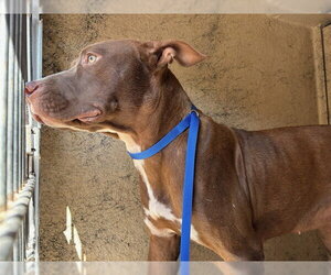 Mutt Dogs for adoption in Oklahoma City, OK, USA