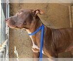 RILEY - Female Mutt Dog for Adoption - Small photo