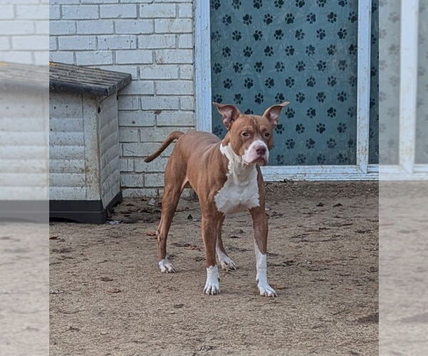 Medium Photo #4 Staffordshire Bull Terrier-Unknown Mix Puppy For Sale in Munford, TN, USA
