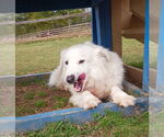 Small #2 Great Pyrenees Mix