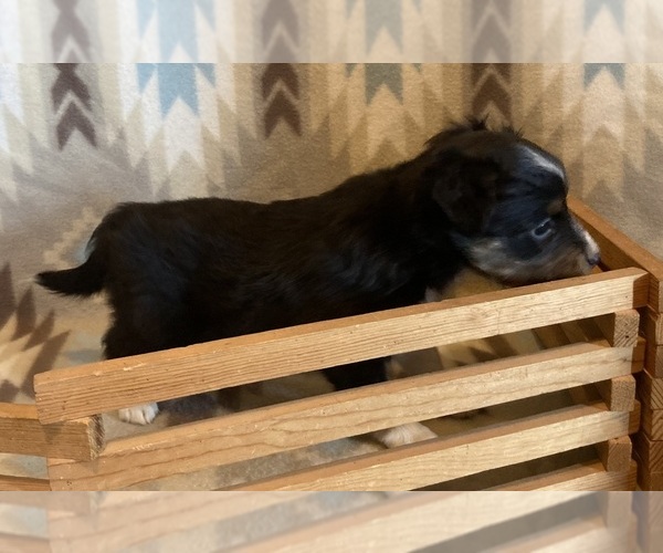 Medium Photo #11 Shel-Aussie Puppy For Sale in FORT MORGAN, CO, USA