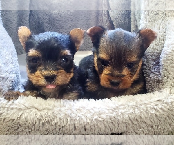 Medium Photo #1 Yorkshire Terrier Puppy For Sale in OTTAWA, OH, USA
