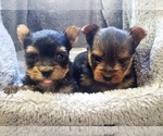 Small Photo #1 Yorkshire Terrier Puppy For Sale in OTTAWA, OH, USA