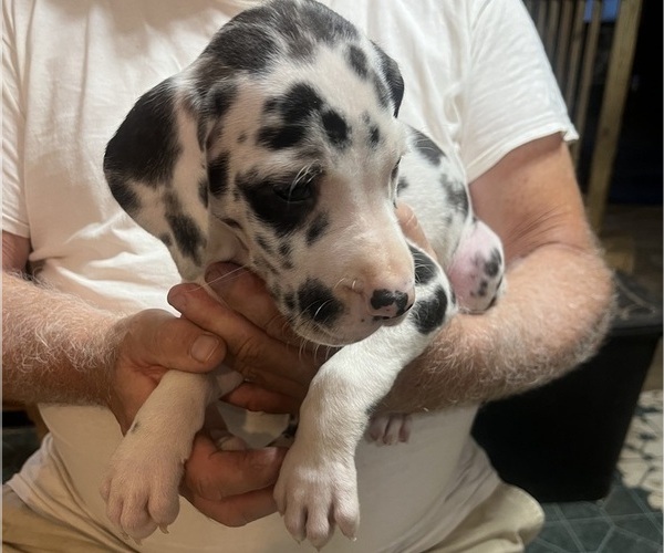 Medium Photo #4 Great Dane Puppy For Sale in SPRAGGS, PA, USA