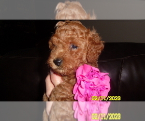 Poodle (Toy) Puppy for sale in DULUTH, GA, USA