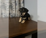 Small #50 Chihuahua