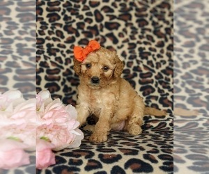 Goldendoodle (Miniature) Puppy for sale in KIRKWOOD, PA, USA