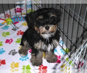 Havashire Puppy for sale in ORO VALLEY, AZ, USA