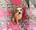 Small #5 Chiweenie