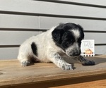 Mickey - Female Australian Cattle Dog Puppy for Sale - Photo #24
