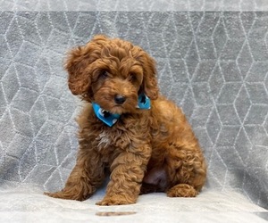 Cocker Spaniel-Poodle (Miniature) Mix Puppy for sale in LAKELAND, FL, USA