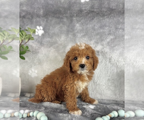 Medium Photo #5 Goldendoodle (Miniature) Puppy For Sale in INDIANAPOLIS, IN, USA