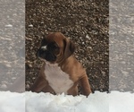 Small Photo #13 Boxer Puppy For Sale in AFTON, WY, USA