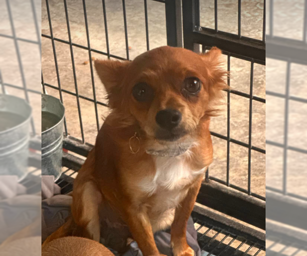 Medium Photo #2 Chihuahua-Unknown Mix Puppy For Sale in Cranston, RI, USA