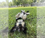 Small #1 Mutt