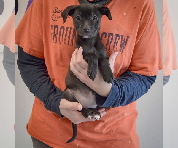 Medium Photo #3 Border Collie-Unknown Mix Puppy For Sale in Huntley, IL, USA