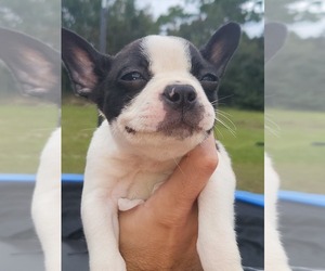 Boston Terrier Puppy for sale in SPRING HILL, FL, USA