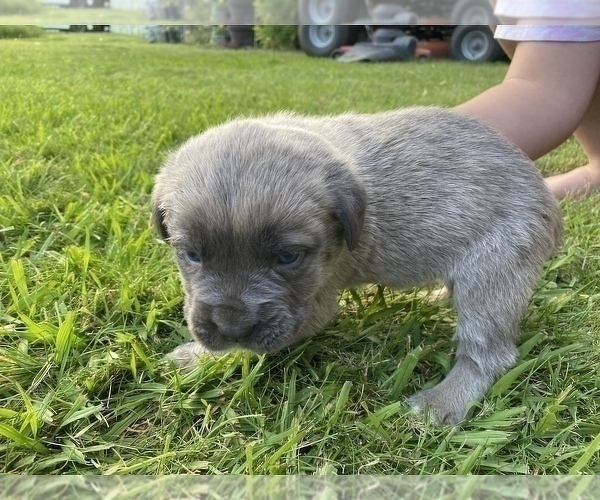 Medium Photo #5 Cane Corso Puppy For Sale in BELGRADE, MT, USA
