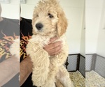 Small #2 Goldendoodle