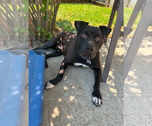 American Pit Bull Terrier-Staffordshire Bull Terrier Mix Dogs for adoption in Holly Springs, NC, USA