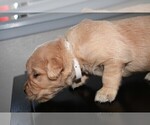 Small Photo #21 Golden Retriever Puppy For Sale in POULSBO, WA, USA