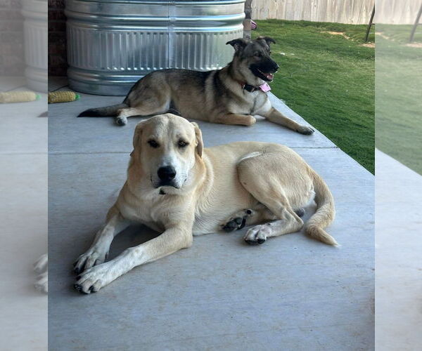 Medium Photo #3 Labrador Retriever-Unknown Mix Puppy For Sale in Grafton, WI, USA