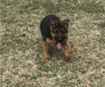 Small Photo #2 German Shepherd Dog Puppy For Sale in MONEE, IL, USA