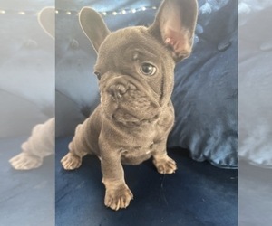 French Bulldog Puppy for sale in DENVER, CO, USA