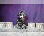 Small Photo #7 Schnauzer (Miniature) Puppy For Sale in WARSAW, IN, USA
