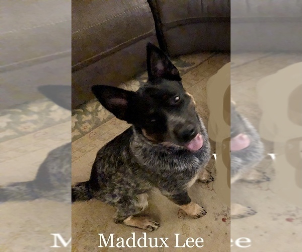Medium Photo #1 Australian Cattle Dog-Border Collie Mix Puppy For Sale in QUAKER HILL, CT, USA
