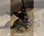 Small Photo #1 Australian Cattle Dog-Border Collie Mix Puppy For Sale in QUAKER HILL, CT, USA