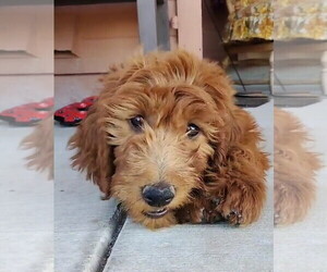 Goldendoodle Puppy for sale in LAS VEGAS, NV, USA