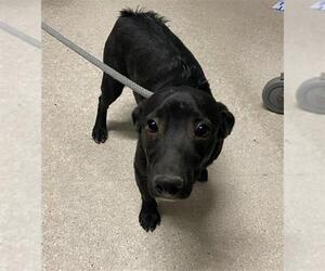 Chihuahua Dogs for adoption in Bakersfield, CA, USA