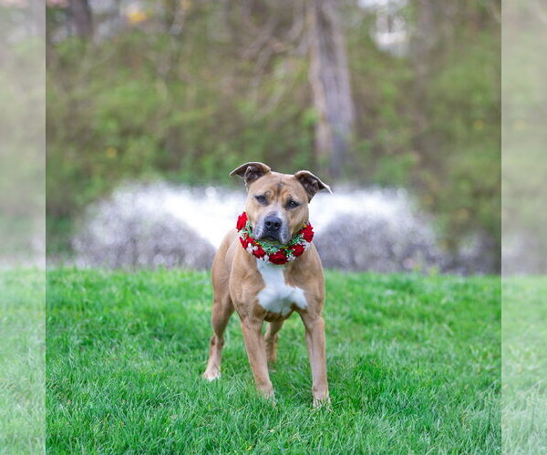 Medium Photo #5 Mutt Puppy For Sale in Unionville, PA, USA