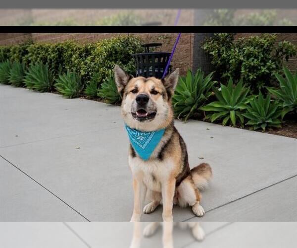 Medium Photo #2 German Shepherd Dog-Unknown Mix Puppy For Sale in Orange, CA, USA