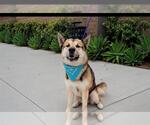 Small #1 German Shepherd Dog Mix