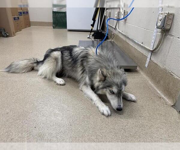 Medium Photo #1 Siberian Husky-Unknown Mix Puppy For Sale in Grand Prairie, TX, USA