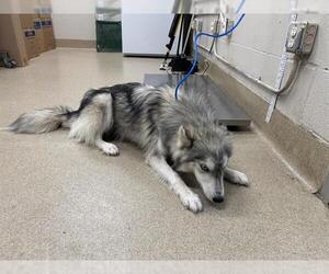 Siberian Husky-Unknown Mix Dogs for adoption in Grand Prairie, TX, USA